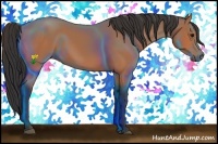 Horse Color:Bay Rabicano 