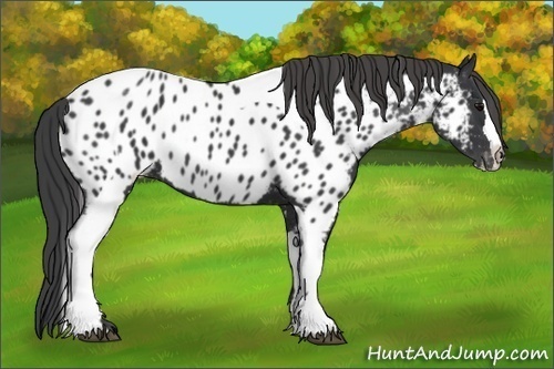 Horse Color:White Spotted Black Splash Tobiano Frame Appaloosa 