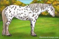 Horse Color:Liver Red Roan Near Leopard 