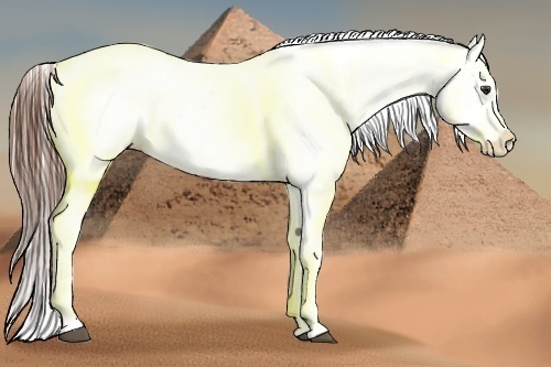 Horse Color:Chestnut Blanket