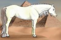 Horse Color:Chestnut Appaloosa 