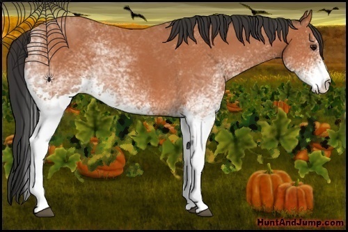 Horse Color:White Spotted Bay 