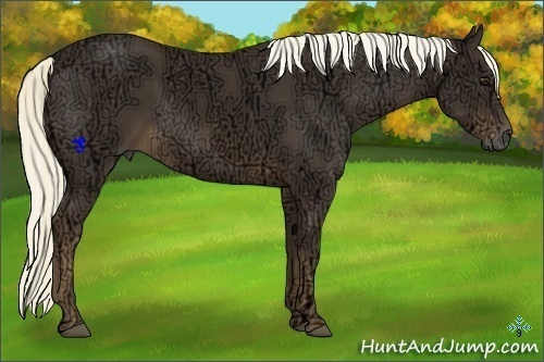 Horse Color:Liver Chestnut Ice 