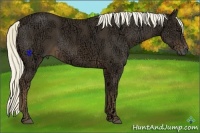 Horse Color:Liver Chestnut Ice 