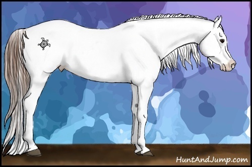 Horse Color:Buckskin Near Leopard 