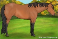 Horse Color:Bay Frame 