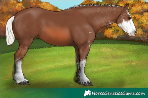 Horse Color:Chestnut Mushroom Sabino 