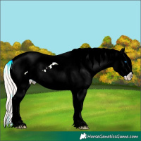 Horse Color:Watercolor Chocolate Palomino Pearl Sabino Splash Appaloosa Rabicano  Brindle