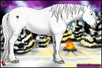 Horse Color:Chocolate Palomino Roan Pearl Sabino Appaloosa  Brindle