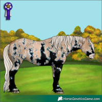 Horse Color:ERROR: UNKNOWN ANOMALY Brindle