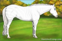 Horse Color:Chocolate Palomino Pearl Sabino Appaloosa Rabicano  Brindle
