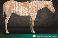 Horse Color:Chocolate Palomino Pearl Mushroom Sabino Appaloosa Rabicano  Brindle