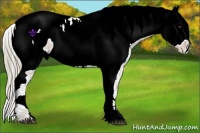 Horse Color:ERROR: UNKNOWN ANOMALY Brindle