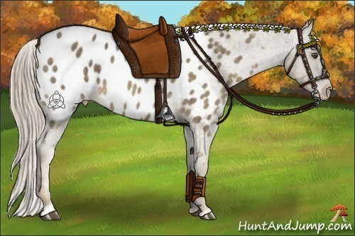 Horse Color:Chocolate Palomino Sabino Appaloosa Rabicano  Brindle