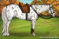 Horse Color:Chocolate Palomino Sabino Appaloosa Rabicano Brindle