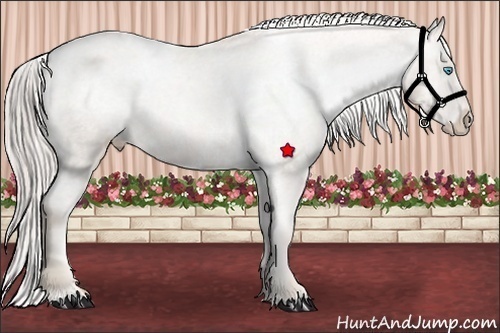 Horse Color:Chocolate Palomino Pearl Sabino Varnish Rabicano  Brindle