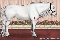Horse Color:Chocolate Palomino Pearl Sabino Varnish Rabicano  Brindle
