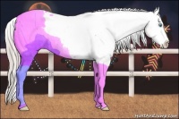 Horse Color:Chocolate Palomino Pearl Sabino Varnish Rabicano  Brindle