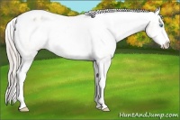 Horse Color:Chocolate Palomino Pearl Sabino Varnish Rabicano  Brindle