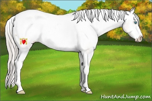 Horse Color:Chocolate Palomino Pearl Sabino Varnish Rabicano  Brindle