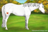 Horse Color:Chocolate Palomino Pearl Sabino Varnish Rabicano  Brindle