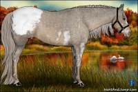 Horse Color:Chocolate Palomino Sabino Appaloosa  Brindle