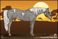 Horse Color:White Spotted Liver Chestnut Appaloosa Rabicano Brindle
