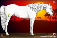 Horse Color:Chocolate Palomino Pearl Sabino Appaloosa Rabicano Brindle