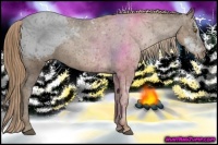 Horse Color:Liver Chestnut Pearl Sabino Snowcap Rabicano  Brindle