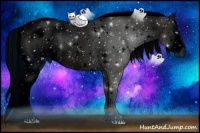 Horse Color:ERROR: UNKNOWN ANOMALY Brindle