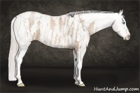 Horse Color:Chocolate Palomino Pearl Sabino Varnish Rabicano Brindle