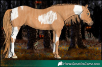 Horse Color:Chocolate Palomino Pearl Sabino Varnish Rabicano  Brindle