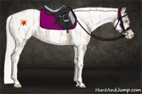 Horse Color:Chocolate Palomino Pearl Sabino Varnish Rabicano  Brindle