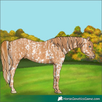 Horse Color:Chocolate Palomino Pearl Sabino Appaloosa Rabicano  Brindle