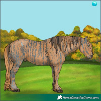 Horse Color:ERROR: UNKNOWN ANOMALY Brindle