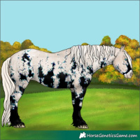Horse Color:Chocolate Palomino Pearl Sabino Appaloosa Rabicano  Brindle
