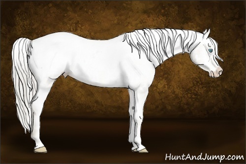 Horse Color:White Spotted Chocolate Palomino Pearl Sabino Appaloosa Rabicano  Brindle
