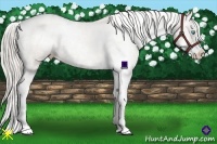 Horse Color:Chocolate Palomino Pearl Sabino Appaloosa Rabicano  Brindle