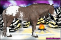 Horse Color:Liver Chestnut Sabino Appaloosa Rabicano  Brindle