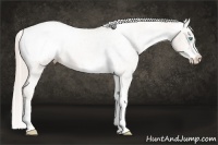 Horse Color:Chocolate Palomino Pearl Sabino Appaloosa Rabicano  Brindle
