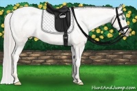 Horse Color:Chocolate Palomino Pearl Sabino Varnish Rabicano  Brindle
