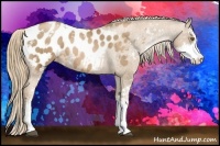 Horse Color:Liver Chestnut Pearl Sabino Appaloosa Rabicano  Brindle