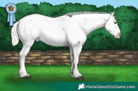 Horse Color:Chestnut Mushroom Appaloosa 