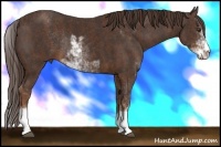 Horse Color:Liver Chestnut Sabino Rabicano Brindle