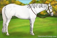 Horse Color:Chocolate Palomino Pearl Sabino Varnish Rabicano  Brindle