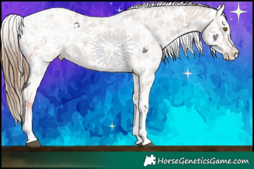 Horse Color:Liver Chestnut Pearl Sabino Appaloosa Rabicano  Brindle