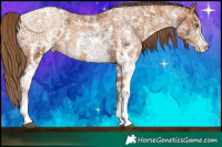 Horse Color:Liver Chestnut Pearl Sabino Varnish Rabicano  Brindle
