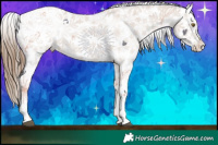 Horse Color:Liver Chestnut Pearl Sabino Appaloosa Rabicano  Brindle