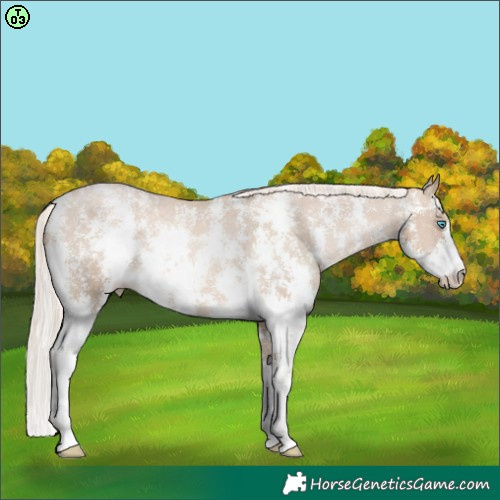 Horse Color:Chocolate Palomino Pearl Sabino Varnish Rabicano  Brindle