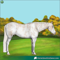 Horse Color:Chocolate Palomino Pearl Sabino Varnish Rabicano  Brindle